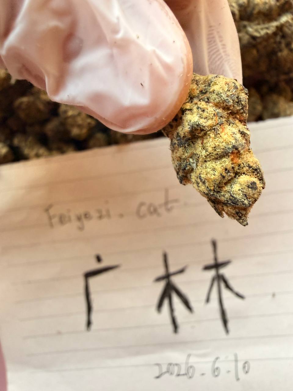 【多地区】国王闪耀