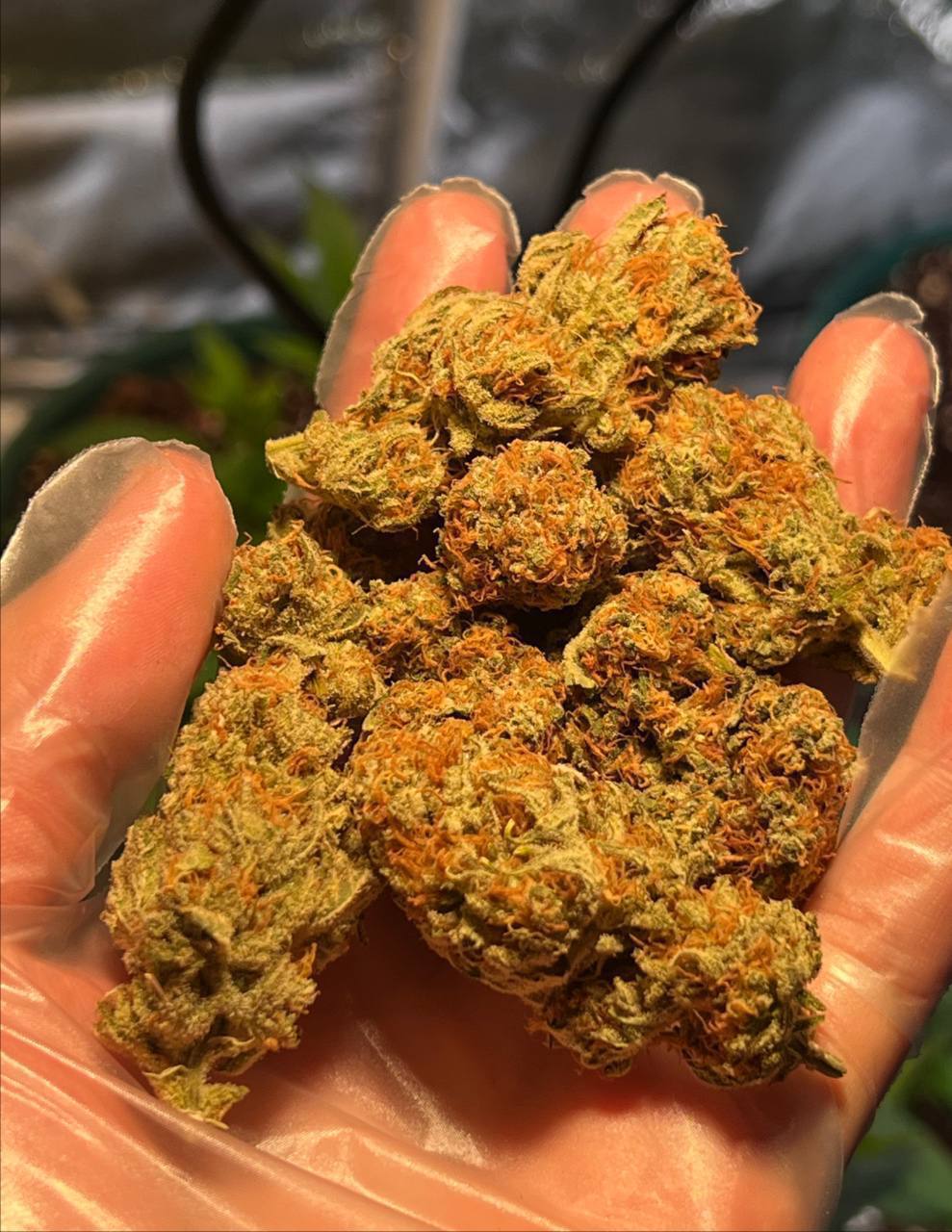 【合肥】国产蓝莓