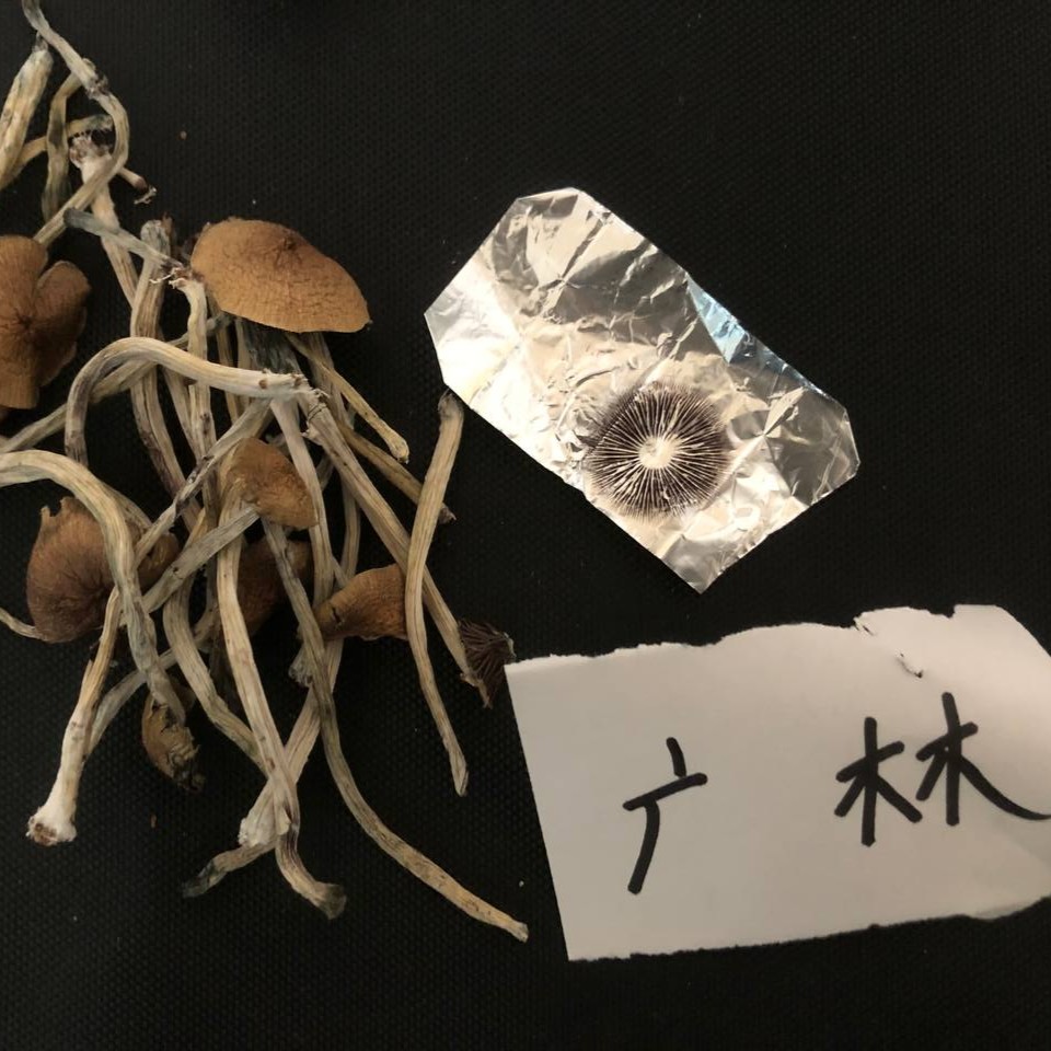 【昆明】金老师蘑菇