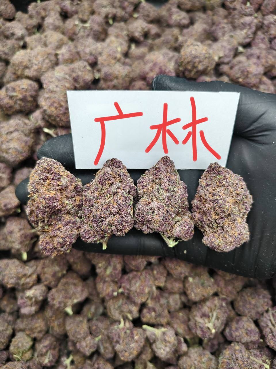 【江浙沪】女童子军饼干