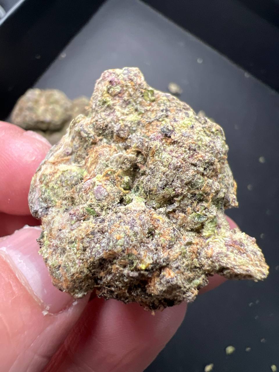 【上海】迈阿密Miami