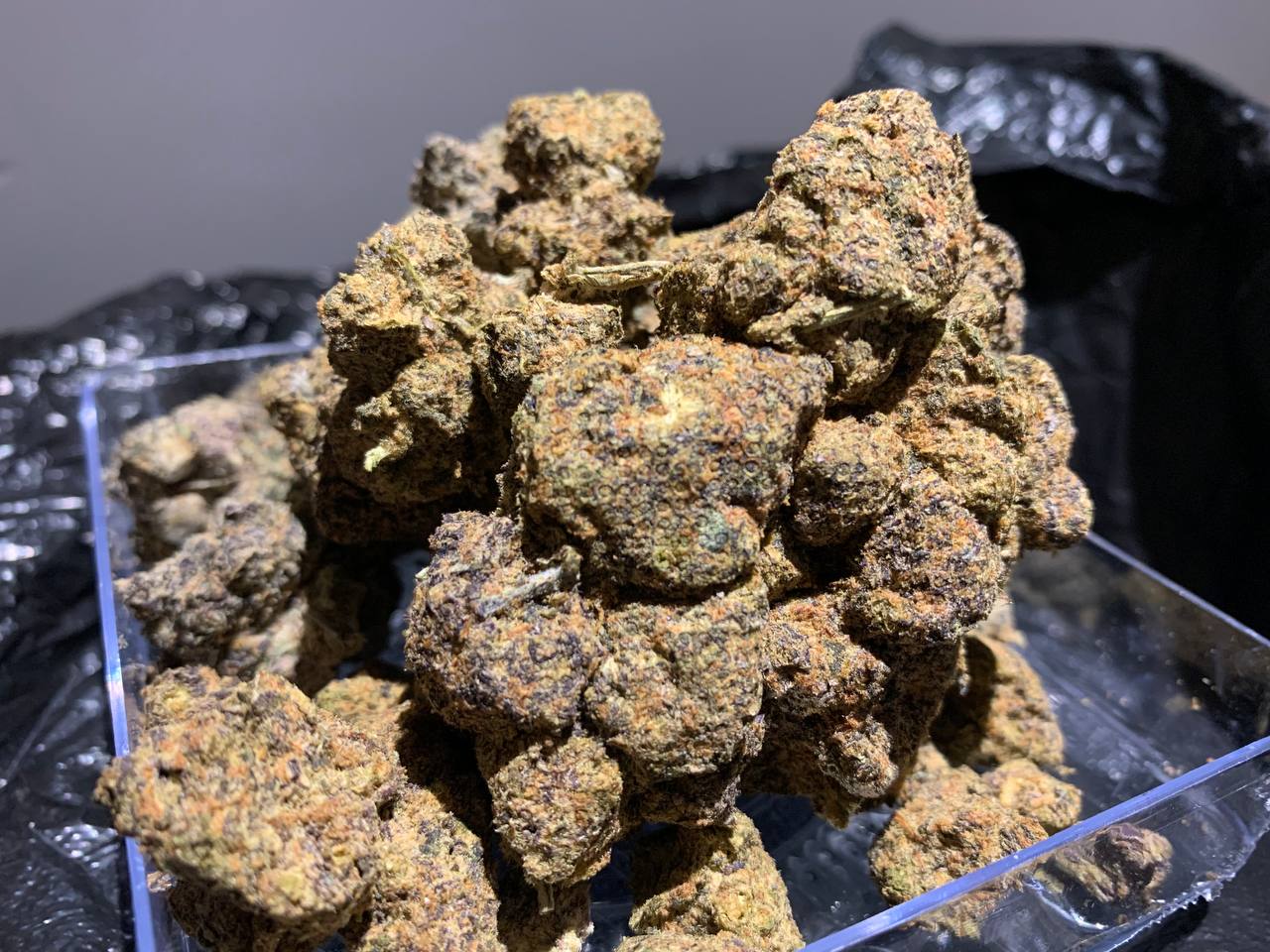 【天津】紫金圣杯