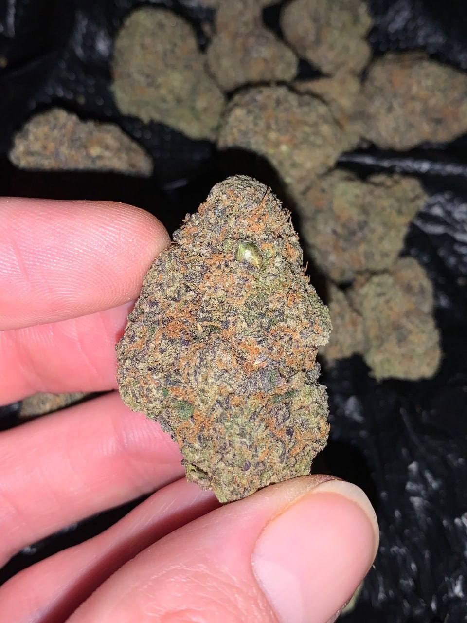 【成都】加州顶进
