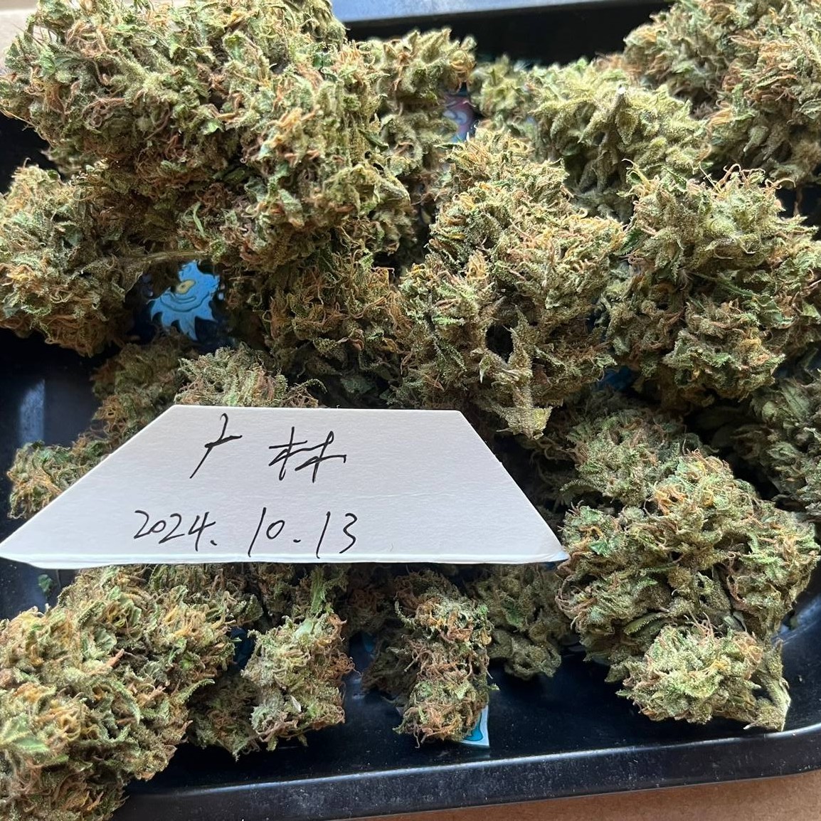 【昆明·大理】含羞草