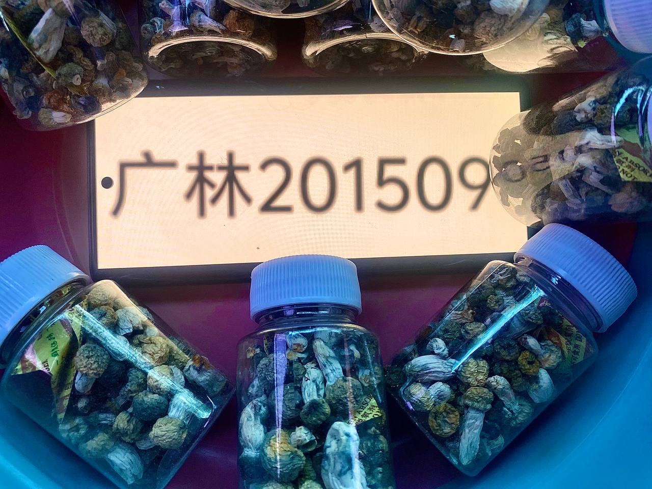 【武汉】蘑菇 ITW APE