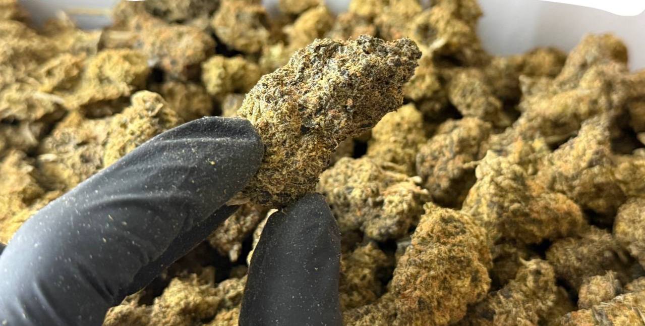 【成都】白金kush