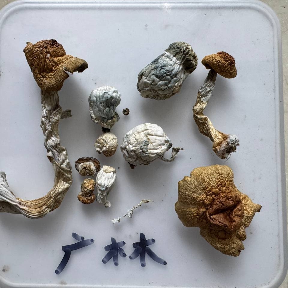 【成都】迷幻蘑菇