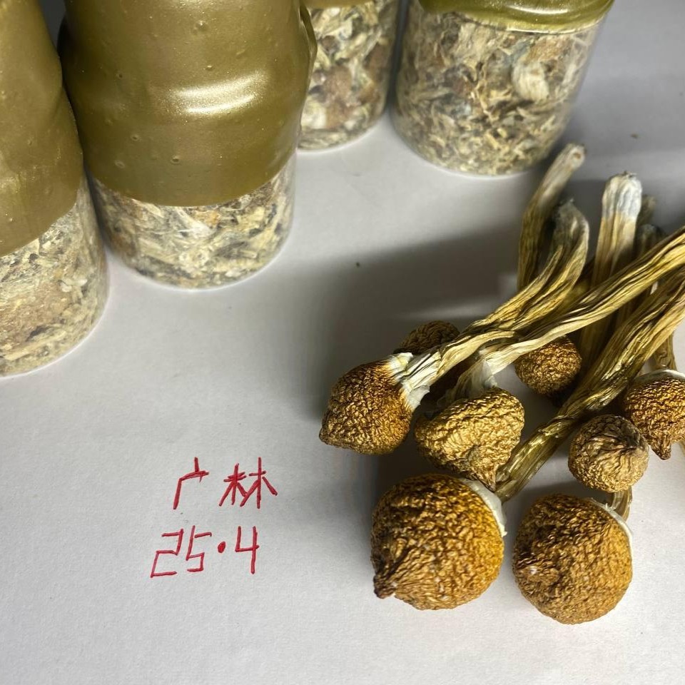 【长沙/武汉】迷幻蘑菇