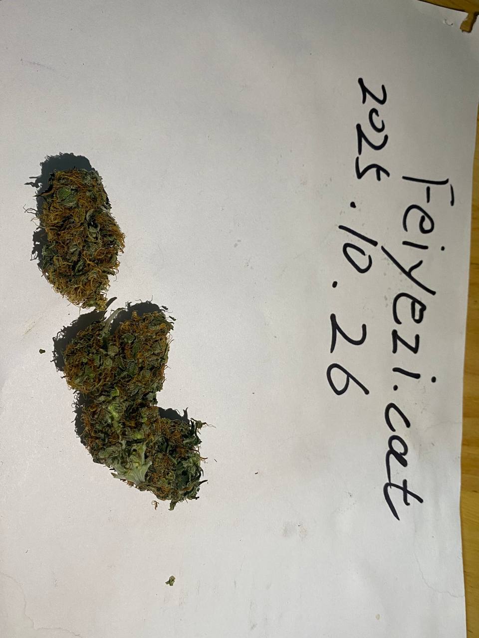 【广东】國產臭鼬