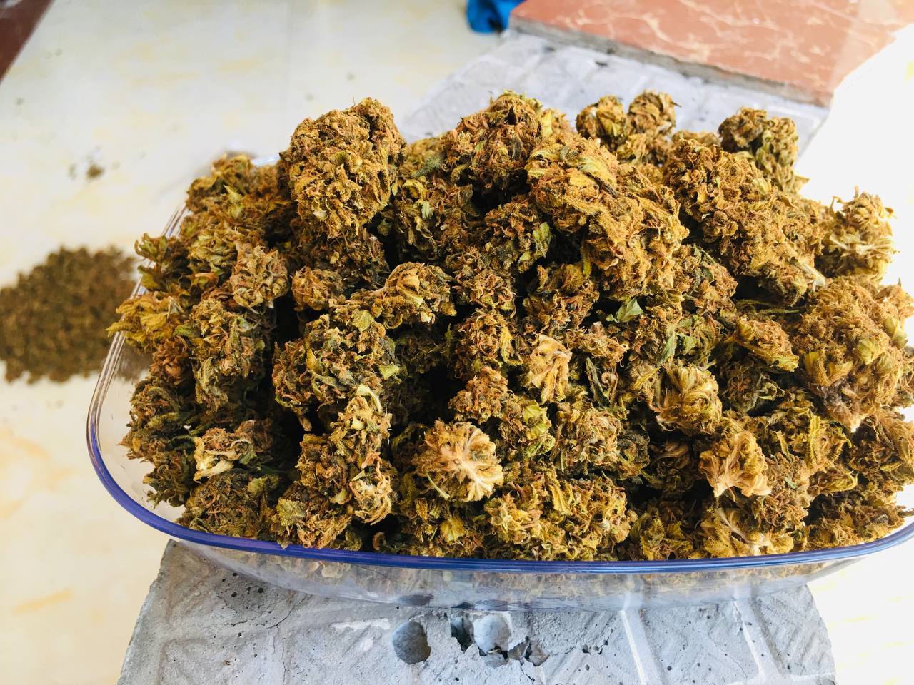 【广州】国产kush